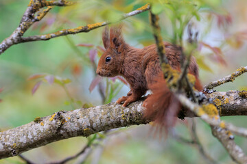Eichhörnchen im Frühling auf einem frisch sprießenden Walnussbaum