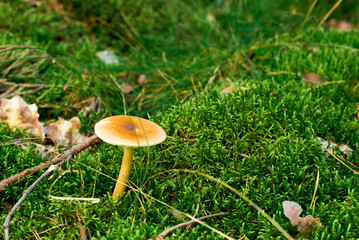 Mushroom on the grass. Mushroom in the autumn forest. Sunny day.