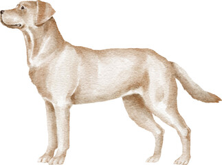 Labrador retriever illustration