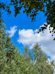 Green leaves frame with sky background and copy space for text