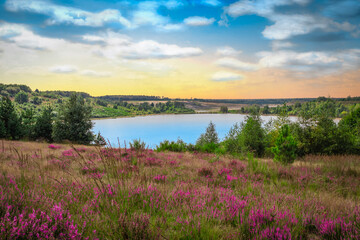 Panoramic landscape with flowering heather plants in the morning. Mechelse Heide Nature Park,...