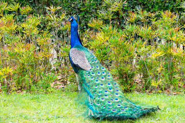 Obraz premium Peacock in a park in Porto, with all its blue and green plumage.