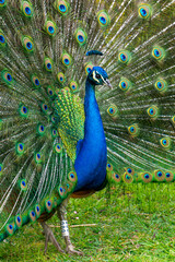 Obraz premium Peacock in a park in Porto, with all its blue and green plumage.