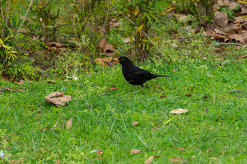 Black bird looking for food among the green grass