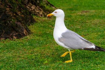Seagull walking on top of the green grass, looking for food.