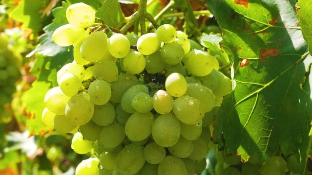 Large juicy ripe clusters of white grapes hang on the vine in the vineyard. Bunches of grapes are illuminated by the sun. Panorama. Grape harvesting in autumn. Vitamin dessert, raw materials for