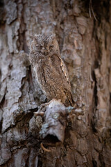 Eurasian scops owl, otus scops, hiding and sleeping on a tree thanks to mimicry. Animal wildlife in natural environment. Camouflage of bird in nature.
