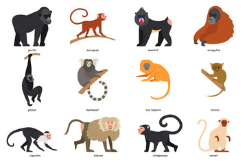 Set of monkey breeds. Cartoon gorilla, gibbon, capuchin, baboon, marmoset, mandrill - obrazy, fototapety, plakaty