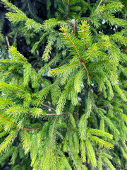 Green spruce branches as background. Natural green texture.