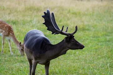 Fallow deer on a green meadow. Dama dama.
