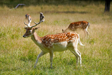 Fallow deer on a green meadow. Dama dama.
