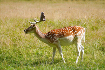 Fallow deer on a green meadow. Dama dama.
