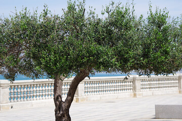 Olivier face à la mer