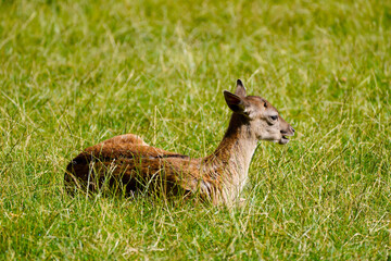 Fallow deer on a green meadow. Dama dama.
