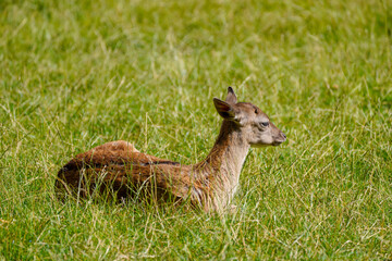 Fallow deer on a green meadow. Dama dama.
