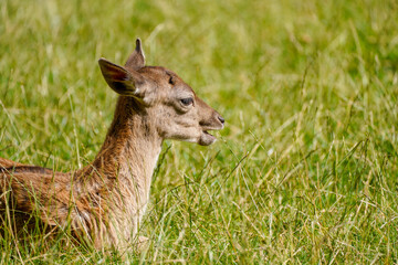 Fallow deer on a green meadow. Dama dama.
