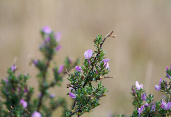 Spiny restharrow. Flowering plant close-up. Ononis spinosa.
