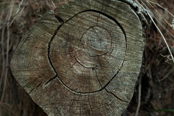 cross section of tree trunk texture