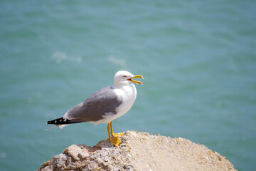 Portrait de goéland