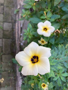 white Turnera subulata flower in the garden