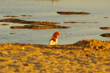 Chien bicolore sur la plage au coucher du soleil