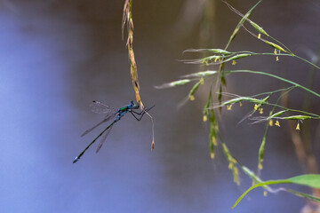 Blaugrüne Mosaikjungfer (Aeshna cyanea)