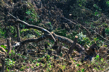 Big and healthy trees are cut from the root. Logs are carved and cut from the green forest. Forest cut down. The wood industry is destroying the forest. Ecological disaster. Deforestation.