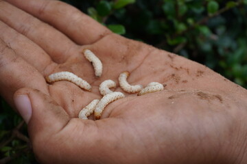 Bamboo worms inside a stick of bamboo, collected for food, Thailand. Bamboo caterpillar,an...