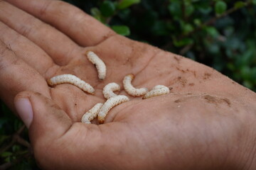 Bamboo worms inside a stick of bamboo, collected for food, Thailand. Bamboo caterpillar,an alternative popular of local protein. Pupae bamboo.