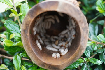 Bamboo worms inside a stick of bamboo, collected for food, Thailand. Bamboo caterpillar,an...