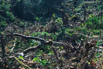Big and healthy trees are cut from the root. Logs are carved and cut from the green forest. Forest cut down. The wood industry is destroying the forest. Ecological disaster. Deforestation.