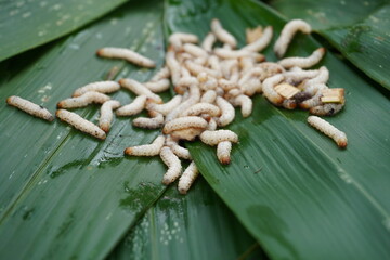 Bamboo worms inside a stick of bamboo, collected for food, Thailand. Bamboo caterpillar,an alternative popular of local protein. Pupae bamboo.