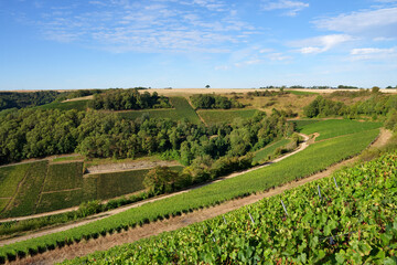 Vineyards in the hills of Sancerre village