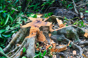 Big and healthy trees are cut from the root. Logs are carved and cut from the green forest. Forest cut down. The wood industry is destroying the forest. Ecological disaster. Deforestation.