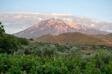 Vignoble albanais près de la ville de Berat