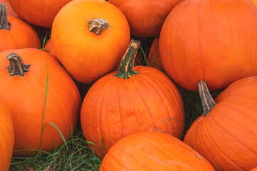 Pumpkins, Big bright orange pumpkins