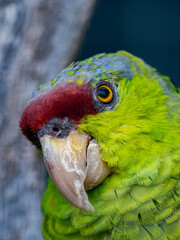Parrots gaze