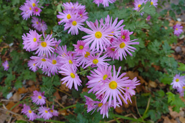 Numerous flowers of single pink daisy like Chrysanthemums in mid October