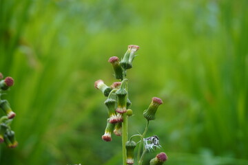 Red and white grass flowers,  blurred background. Summer background.