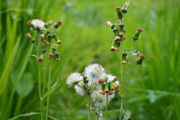 Red and white grass flowers,  blurred background. Summer background.