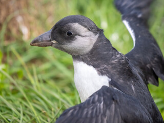 Newborn Atlantic puffin chick (pufflin) emerging from its burrow and stretches its wings, Borgarfjörður eystri, Eastern Iceland