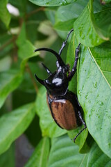 (Eupatorus gracilicornis) Five-horned rhinoceros beetle also known as Hercules beetles, Selective focus, blurred nature green background. 