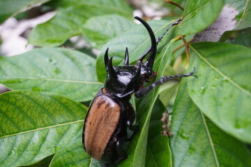 (Eupatorus gracilicornis) Five-horned rhinoceros beetle also known as Hercules beetles, Selective focus, blurred nature green background. 