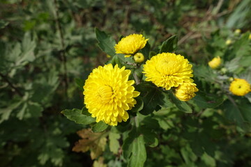 Closed buds and three yellow flowers of Chrysanthemums in October