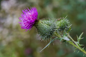 Flower of thistle on a dark blurred background, close-up