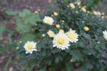 Obraz premium Buds and four ivory white flowers of Chrysanthemums in October