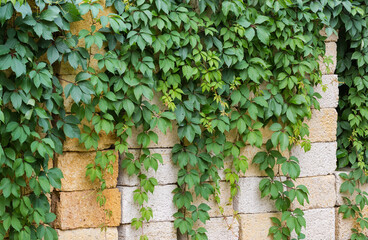Maiden grapes stems on the stacked building shell rock blocks - obrazy, fototapety, plakaty