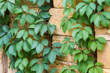 Maiden grapes stems on the stacked building shell rock blocks - obrazy, fototapety, plakaty