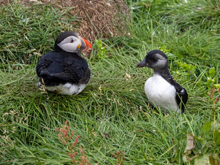 Newborn Atlantic puffin chick (pufflin) emerging from its burrow to meet its returning parent,...