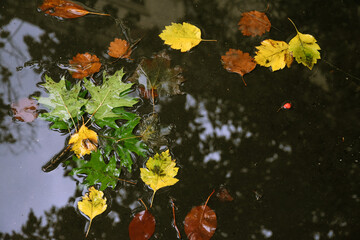 Autumn leaves on the water